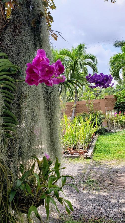 Orchid Cottage Kingston Exterior foto