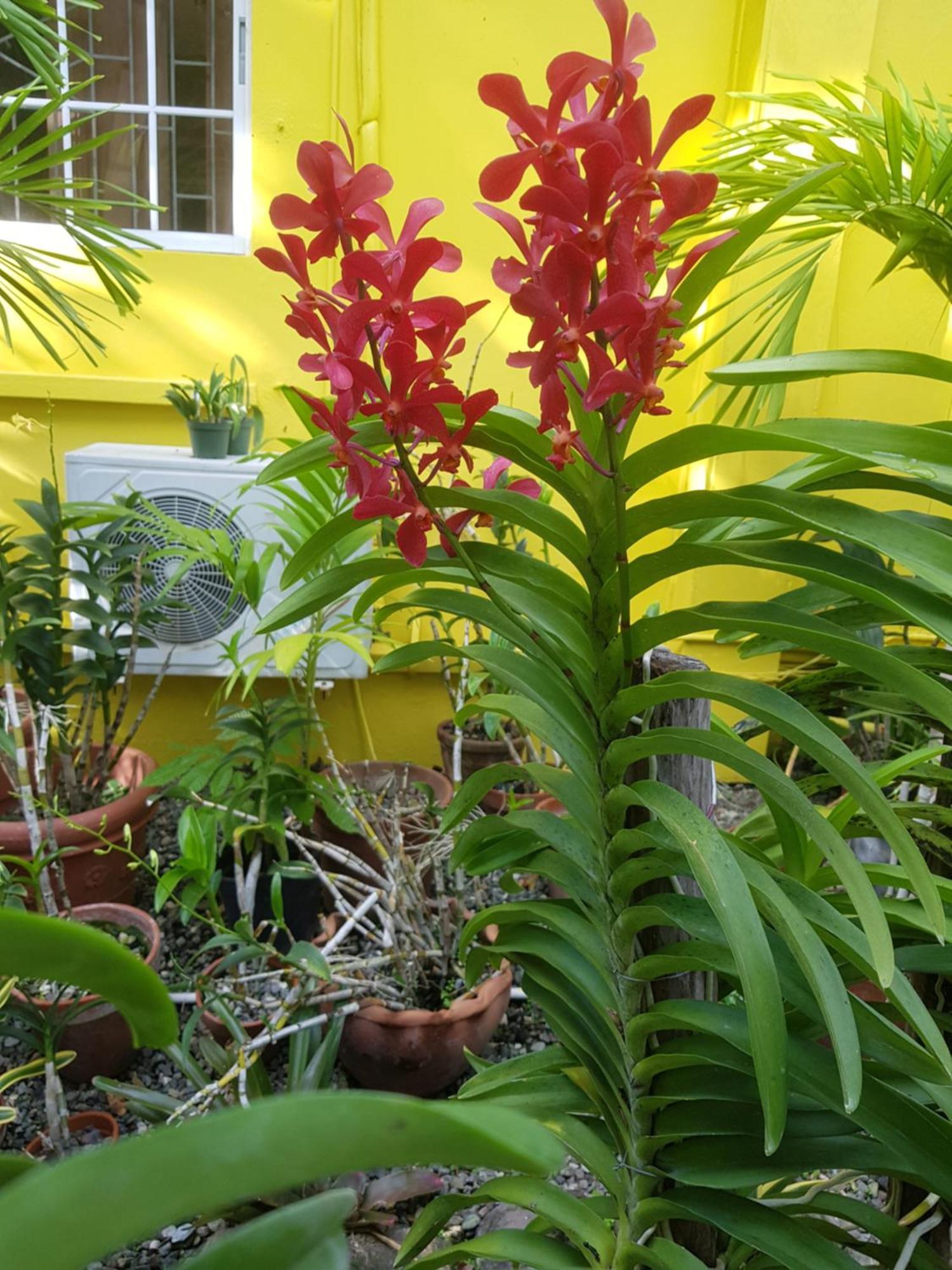 Orchid Cottage Kingston Zimmer foto